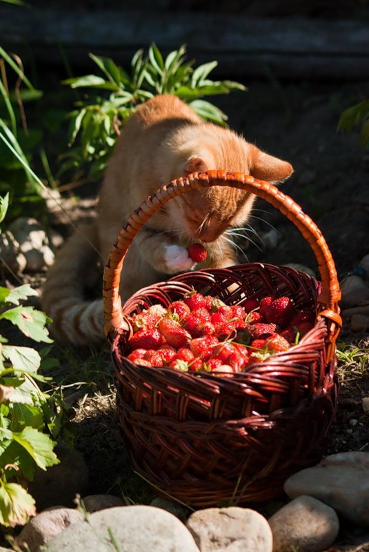 Котовторник! 11.10.11
