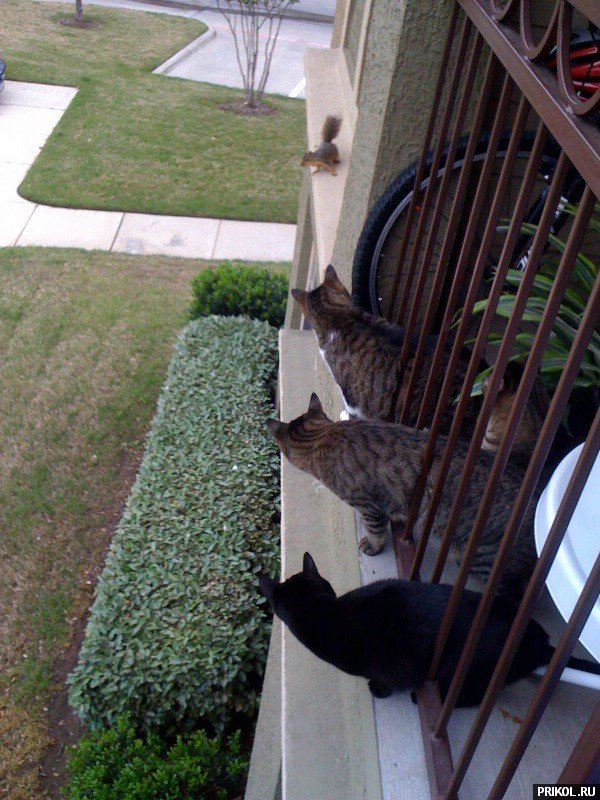 Котовторник!