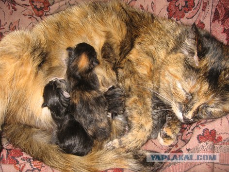 Котовторник (07.02.2012)