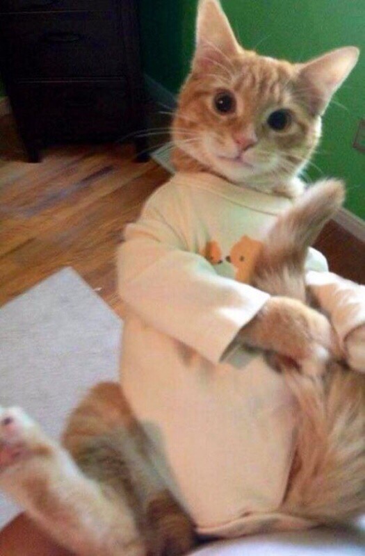 Прикольных котов пост