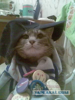 Котовторник  от 3.04.2012