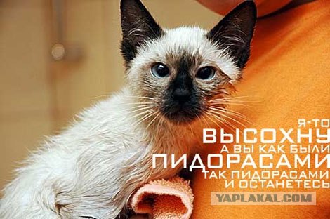 Купание кота.