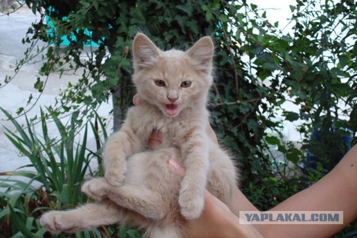 Котовторник  14.08.2012.