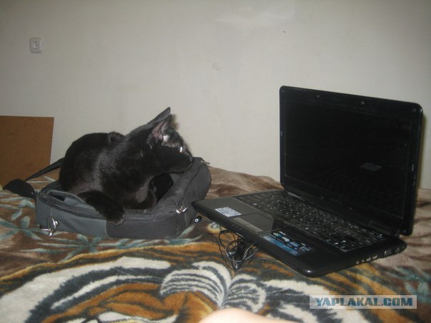 Котовторник  28.08.12