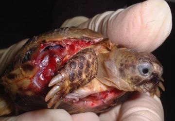 Черепахи умирают молча