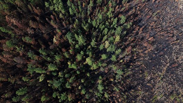 Россия может запретить экспорт леса в Китай