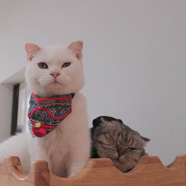 Забавные фото котеек
