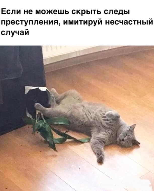 Забавные шутки, картинки и фразы из этих ваших интернетов