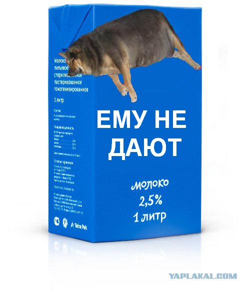 Упаковка молока «Телка дала»