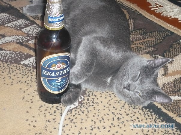 Фотожаба: Пятница у кота