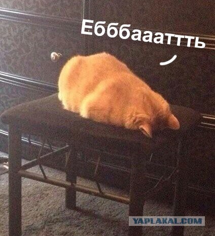 Путин наградил медалью 23-летнего сына владельца «Русской медиагруппы» «за большой вклад в развитие отечественной культуры».