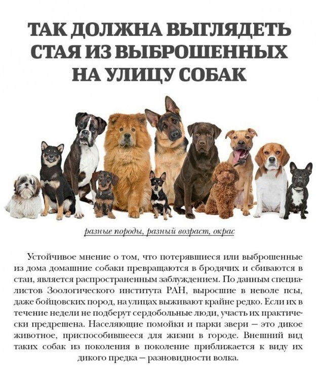 Домашняя собака на улице не выживает
