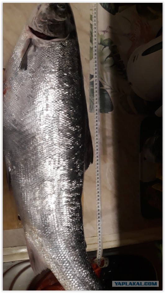 Килька: Селёдка, ставшая культовой в СССР. Её ловят по 600 тысяч тонн в год, а она не кончается. Как так?