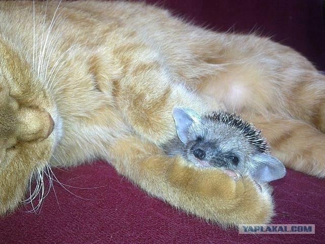 Котоёжики