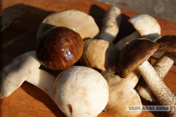 Телятина с подберезовиками)))