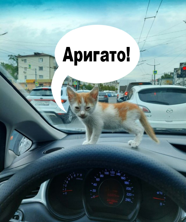 Дурному котёнку 22 км не крюк