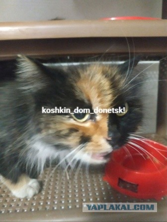 Мариупольские котики экстренно ищут дом