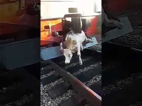Паша машинист