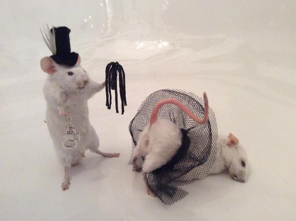 Две крысы в шапках