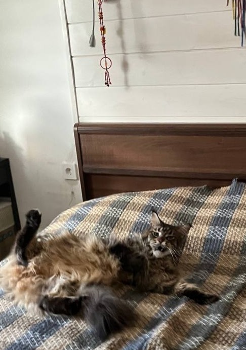 Хоть и не котовторник