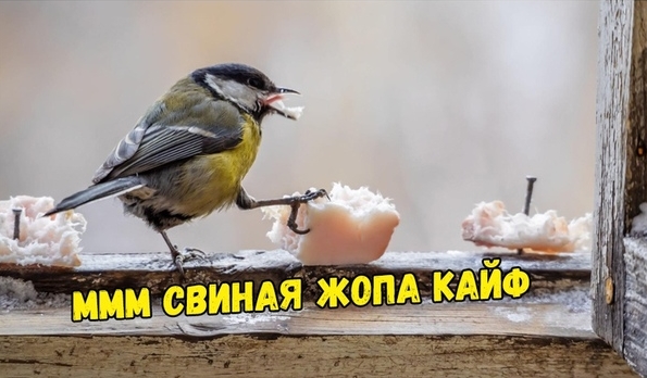 50 интересных фактов о синицах