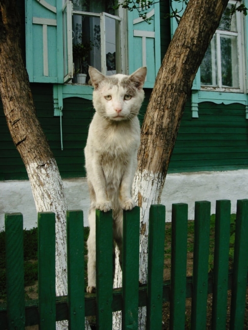 Грустный котовторник