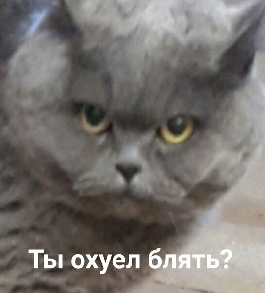 И в этом дурдоме я живу...