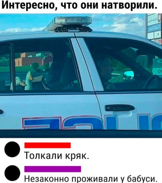 Весёлый полтишок 10.10.23
