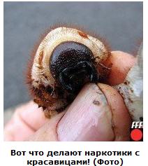 Автодемотиватор на ЯПе