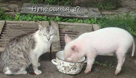 Так себе картинки 14.11.24