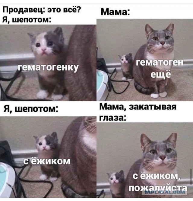 К котовторнику: подборка картинок-баянов с котиками и про котиков. Выпуск 9