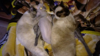 Котовторник 04.03.2014