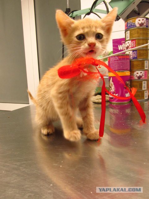 Котовторник 29.04.14.