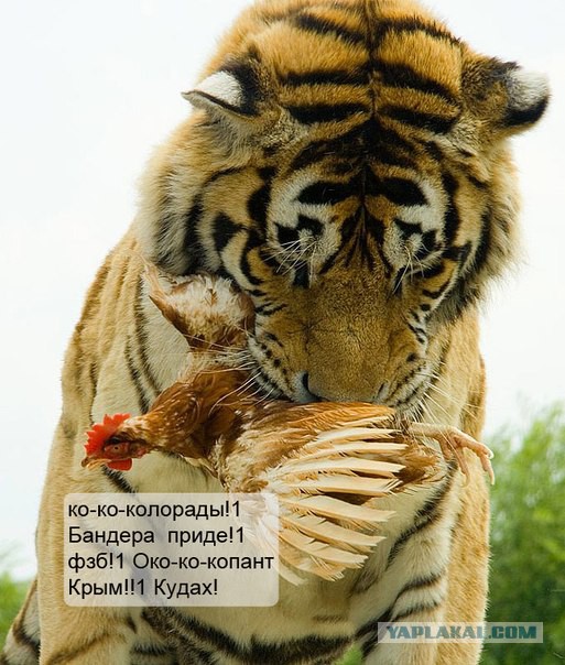 Ополченцы установили контроль над в\ч в Луганске
