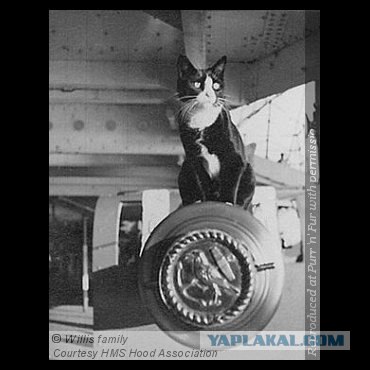 Линкор "Бисмарк" и кот по прозвищу "Непотопляемый