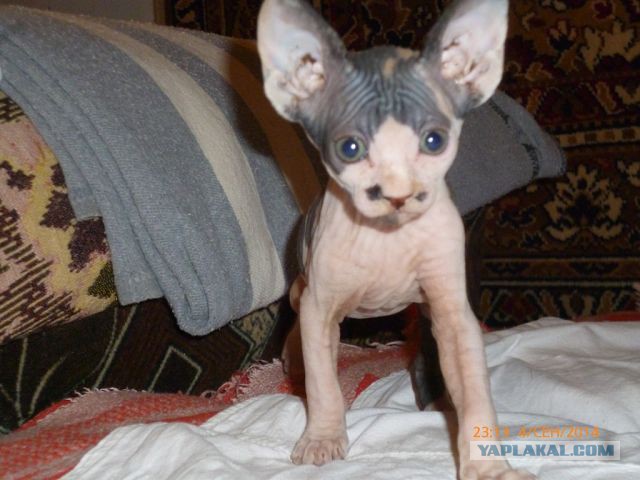 Болотные котята