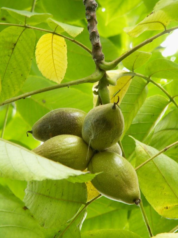 Какие продукты уникальны для Вашего региона?