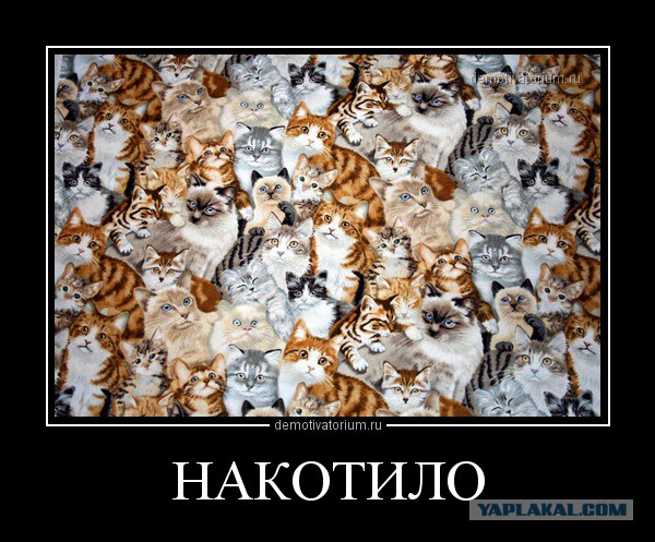 Котики и буквы