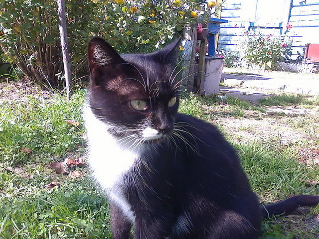 Котовторник 12.05.2015