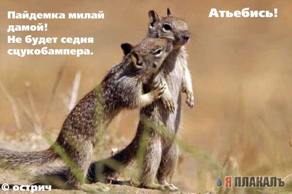 ГРЫЗУНЫ. Мыши, крысы, хомячки и т.д.