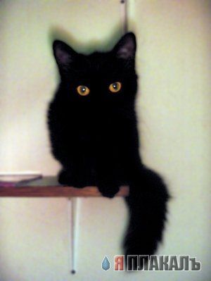 Коты, кошки, котята