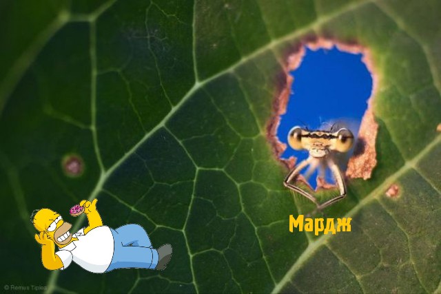 Картинки