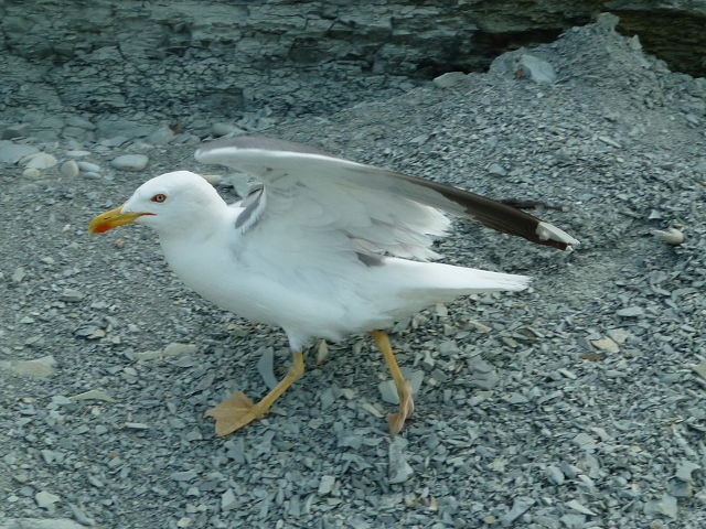 Такое разное Чёрное море