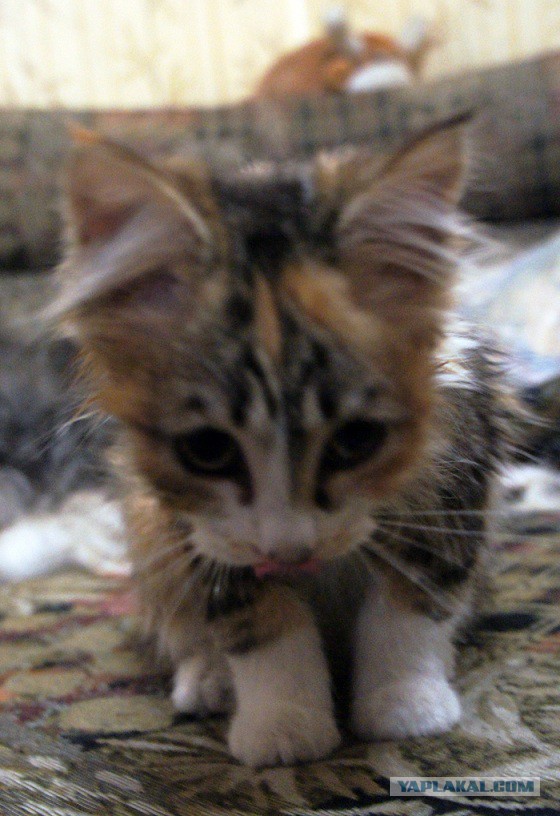 Котовторник