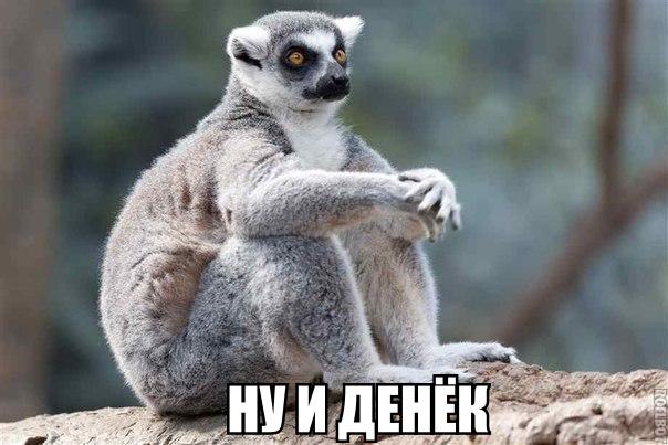 Прикольные животные