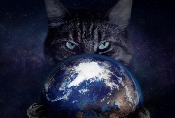 Выглядывающие коты