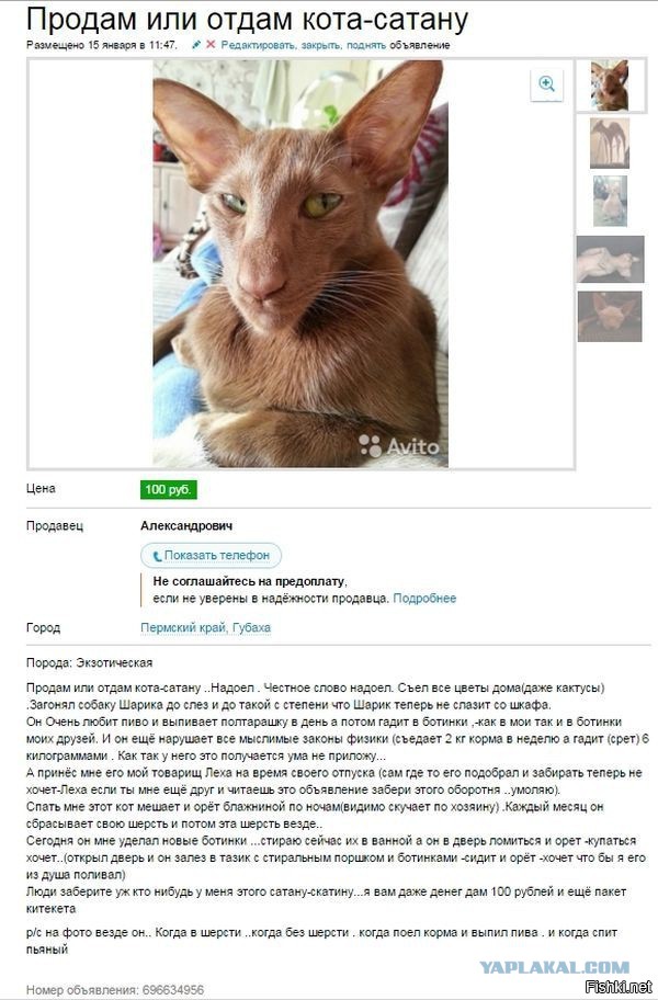 Подсмотрено на просторах