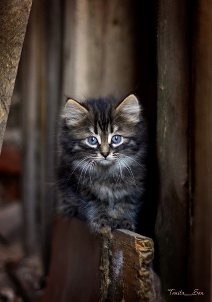 Коты из сети