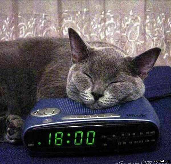 Коты и Кошки