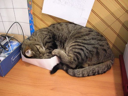 Коты и Кошки